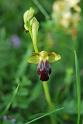 ophrys   fusca  